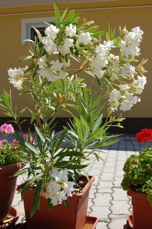 Apartmanház Cédrus 8. Zalakaros Chambre photo